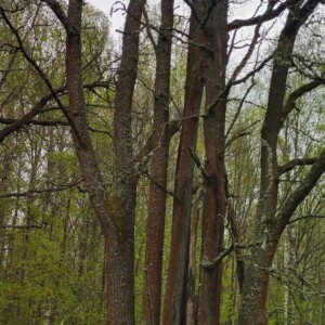 filter: 0; fileterIntensity: 0.0; filterMask: 0; module: a;
hw-remosaic: 0;
touch: (-1.0, -1.0);
modeInfo: ;
sceneMode: Hdr;
cct_value: 0;
AI_Scene: (16, -1);
aec_lux: 118.04063;
hist255: 0.0;
hist252~255: 0.0;
hist0~15: 0.0;